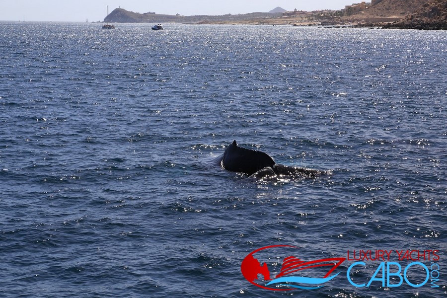 Luxury Yachts Cabo, Cabo San Lucas Yacht Charters, Los Cabos Luxury Yachts, Luxury Boats Cabo, Photography, Yachts, Boats, Charters, Boat Rentals Cabo, La Paz, mega Yachts, Yacht Charters Cabo San Lucas,